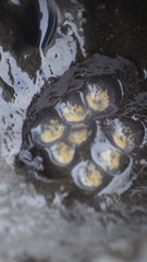 Botryllus