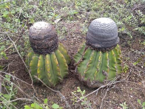 Melocactus schatzlii