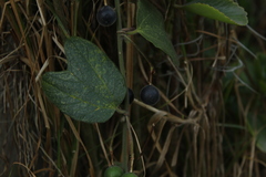 Passiflora bogotensis