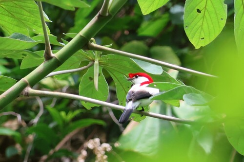 Araripe Manakin (Chiroxiphia bokermanni), photo 9