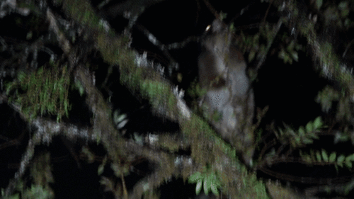 Masked Ring-tailed Possum