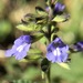 Salvia micrantha - Photo (c) Alan R. Franck,  זכויות יוצרים חלקיות (CC BY-NC), הועלה על ידי Alan R. Franck