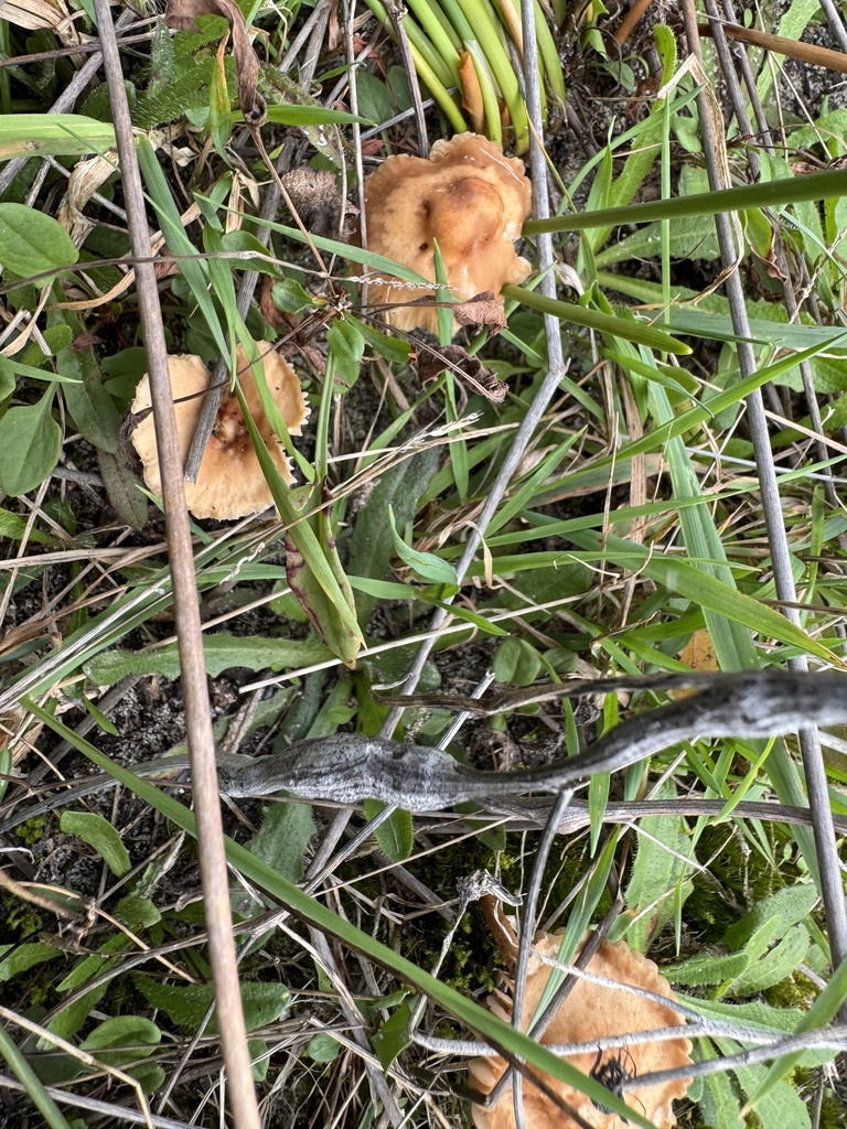 Marasmius oreades · April 2026 · photo: © duaneg (iNaturalist, cc-by)