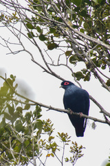 Alectroenas madagascariensis