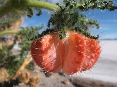 Caiophora chuquitensis