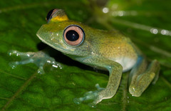 Boophis luteus