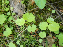 Hydrocotyle americana