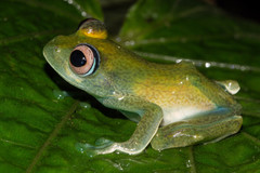 Boophis luteus