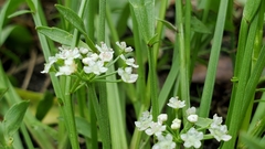 Limnosciadium pumilum