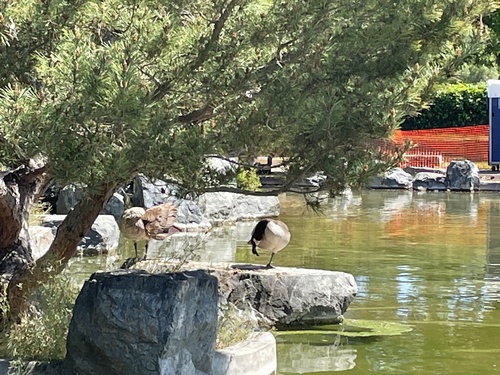 Canada Goose