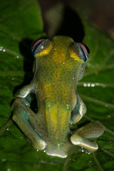 Boophis luteus