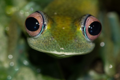Boophis luteus