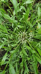 Limnosciadium pumilum