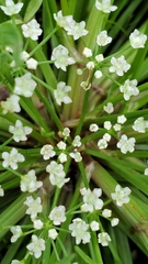 Limnosciadium pumilum