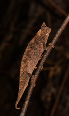 Brookesia superciliaris
