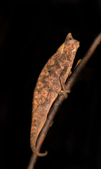 Brookesia superciliaris