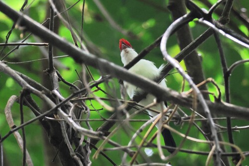 Araripe Manakin (Chiroxiphia bokermanni), photo 6