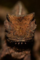 Brookesia superciliaris