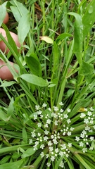 Limnosciadium pumilum