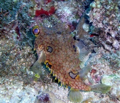 Chilomycterus antillarum