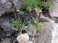 Tagetes multiflora