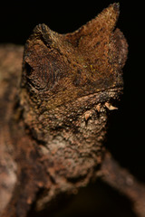 Brookesia superciliaris