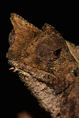 Brookesia superciliaris