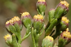 Amblyopappus pusillus, photograph author not stated, no rights reserved