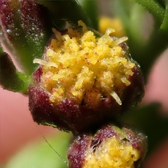 Amblyopappus pusillus, photograph author not stated, no rights reserved