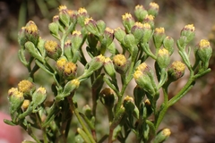Amblyopappus pusillus, photograph author not stated, no rights reserved