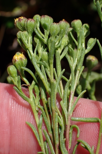 Amblyopappus pusillus, photograph 6