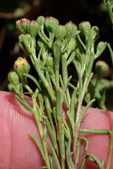 Amblyopappus pusillus, photograph author not stated, no rights reserved
