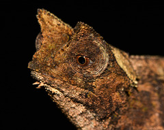 Brookesia superciliaris