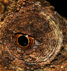Brookesia superciliaris