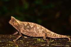 Brookesia superciliaris