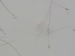 Oophila amblystomatis