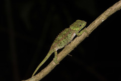 Calumma crypticum