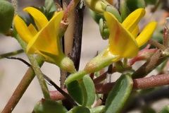 Acmispon maritimus, photograph author not stated, no rights reserved