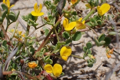 Acmispon maritimus, photograph author not stated, no rights reserved