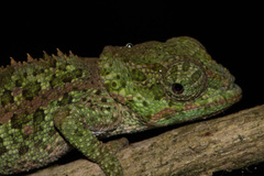 Calumma crypticum