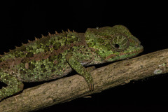 Calumma crypticum