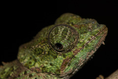Calumma crypticum