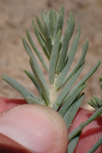 Suaeda taxifolia, photograph 4