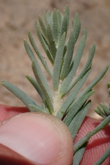 Suaeda taxifolia, photograph author not stated, no rights reserved