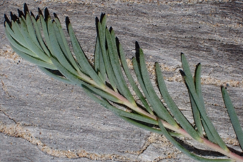 Suaeda taxifolia, photograph 5
