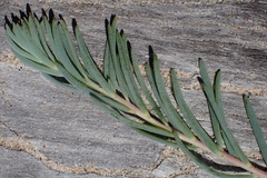 Suaeda taxifolia, photograph author not stated, no rights reserved