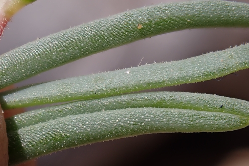 Suaeda taxifolia, photograph 6