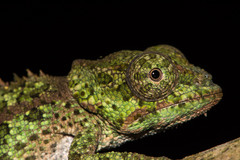 Calumma crypticum