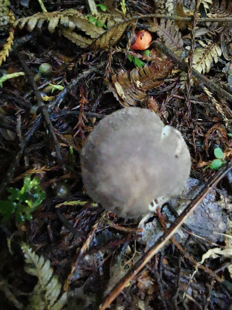 Amanita nehuta · April 2026 · photo: © luisa5719 (iNaturalist, cc-by)