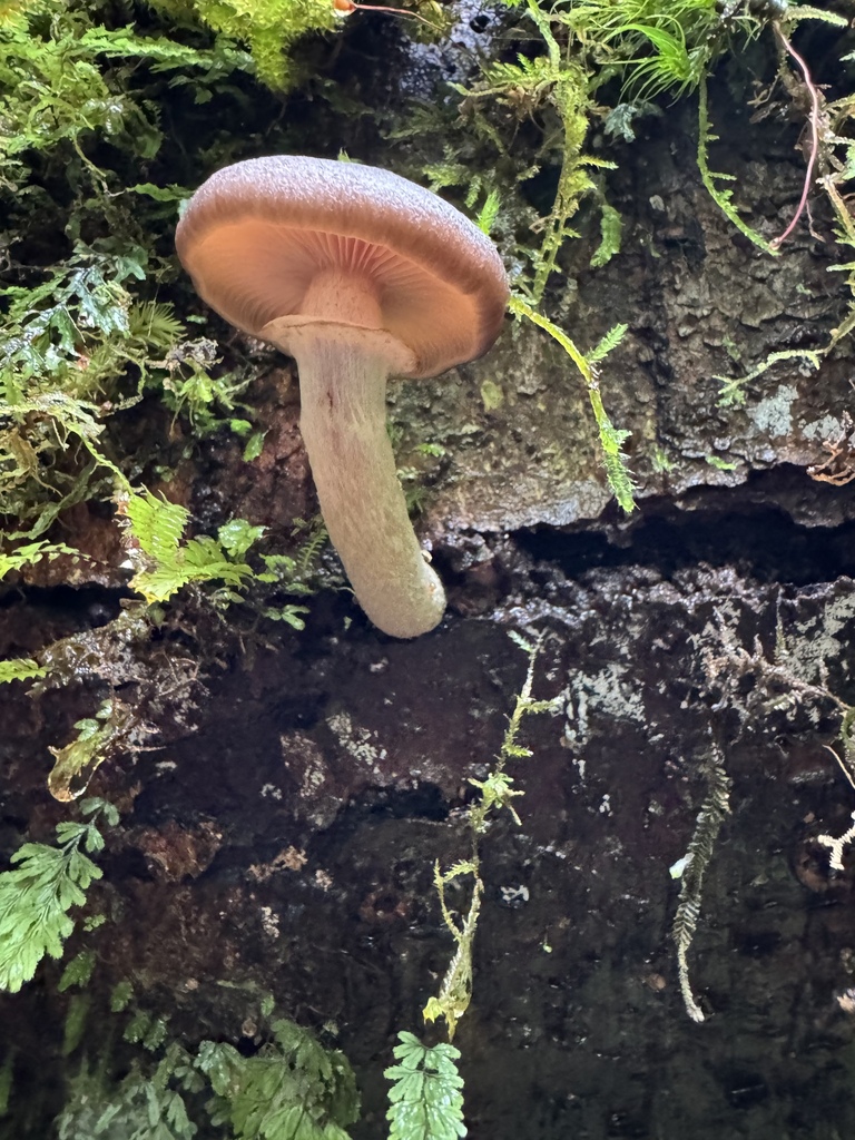 Armillaria novae-zelandiae · April 2026 · photo: © duaneg (iNaturalist, cc-by)